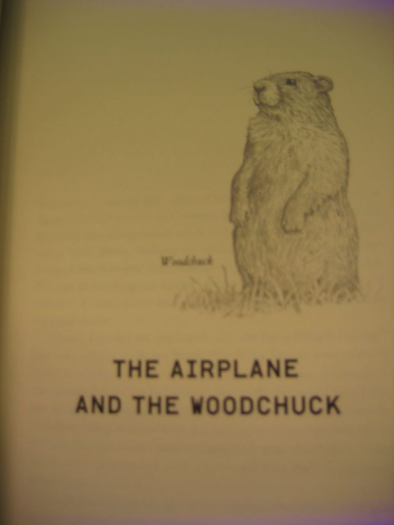 The drawing of the woodchuck