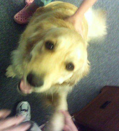 pet