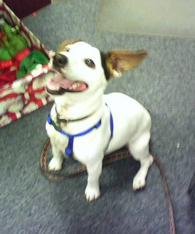 pet