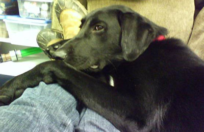 pet